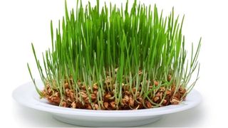 Grâul de Sf. Andrei. Ce semnificație are acest obicei creștin