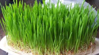 C&acirc;nd se pune gr&acirc;ul la &icirc;ncolţit de Sf&acirc;ntul Andrei 2021?