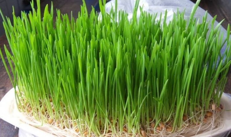 Când se pune grâul la încolţit de Sfântul Andrei 2021?