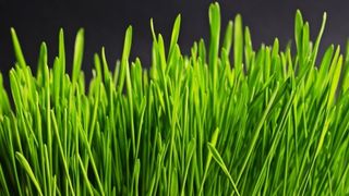 Când se pune grâul la încolţit de Sfântul Andrei 2021? Tradiţii pentru spor la bani