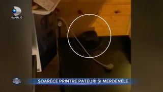 Șoarece printre pateuri și merdenele