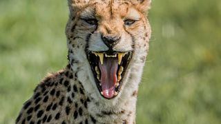 Povestea impresionantă a unei femei care a alergat aproape 1 kilometru după un leopard pentru a-și salva copilul