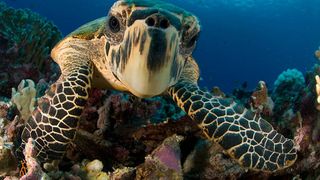 Moarte tragică a șapte persoane din Zanzibar. Și-au pierdut viața după ce au m&acirc;ncat carne de broască țestoasă