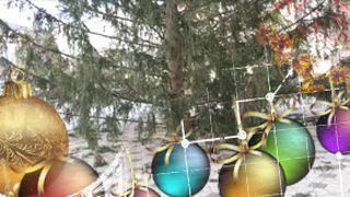 VIDEO | Titlul de cel mai urât brad al sezonului merge la... Bacău! Pomul festiv adus în centrul orașului a devenit ținta ironiilor: ”Ce brad e ăsta? Așa chel și lăsat?”