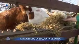 Animalele de la Zoo, gata de iarnă