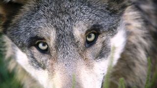 persoane-atacate-de-caine-in-bistrita