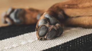 Mai mulți oameni au fost atacați de un câine agresiv. Autoritățile au intervenit de urgență