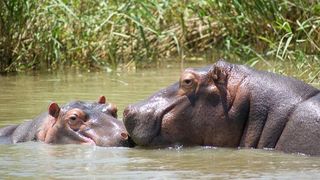 Doi hipopotami au fost infectați cu Sars-Cov-2. Animalele se află la grădina zoologică
