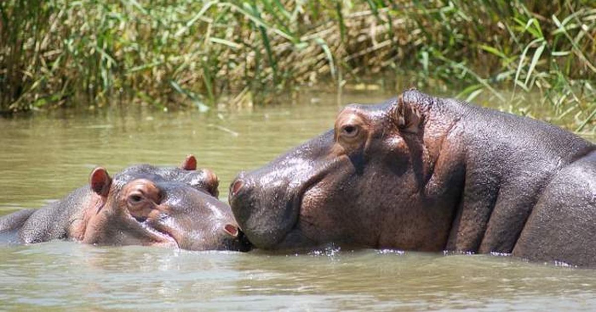 Doi hipopotami au fost infectați cu Sars-Cov-2. Animalele se află la ...