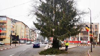 brad amplasat &icirc;n intersecție