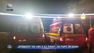 Sfâșiații de urs s-au rănit, de fapt, în gard