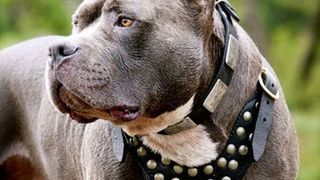 O femeie din Galați a fost atacată de un pitbull în apartamentul în care locuiește