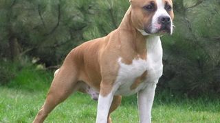 Jandarmii din Arad au intervenit pentru imobilizarea unui câine agresiv care a intrat în curtea unei femei