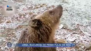 Urșii, bucuroși de primii fulgi de nea