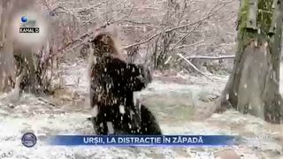 Urșii, la distracție în zăpadă