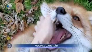 Vulpile care rad