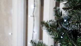 Șarpe veninos în bradul de Crăciun. Familia a rămas șocată