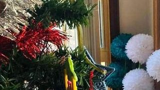 șarpe veninos &icirc;n bradul de crăciun