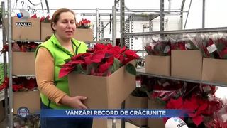 Vânzări record de crăciunițe