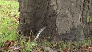 VIDEO | Fenomen rar în Timișoara: dintr-un copac situat într-un cartier din oraș țâșnește cu presiune apă: „E o minune!”