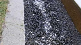 Autoritățile au depistat un focar de septicemie hemoragică virală &icirc;ntr-un bazin al unei păstrăvării din Buzău. Mai bine de 93.000 de pești au fost sacrificați