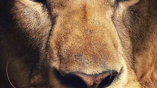 O leoaică de la o grădină zoologică din Belgia a fost testată pozitiv la COVID-19