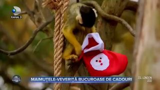 Maimuțele-veveriță bucuroase de cadouri