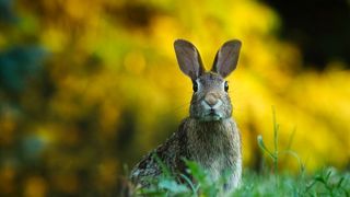 Crescut de un pompier din comuna R&acirc;ciu, un iepure este campion european. Jurații au fost impresionați de acesta