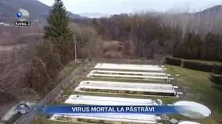 Virus mortal la pastravi