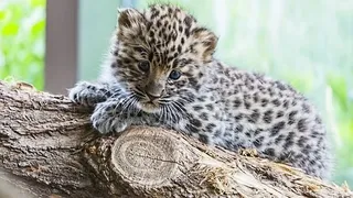 Noua atracție a unei Grădini Zoologice din SUA este un pui de leopard noros