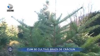 Cum se cultivă brazii de Crăciun