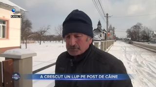 A crescut un lup pe post de câine