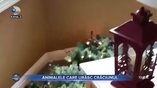 Animalele care urăsc Crăciunul