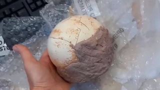 Un embrion de dinozaur perfect conservat a fost găsit în China