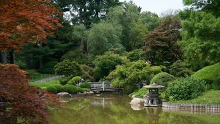 Tipuri de Arţari Japonezi 