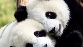 Baza de eliberare a animalelor în Daxiangling: adaptarea și eliberarea au decurs cu succes, trei urși panda mari s-au adaptat