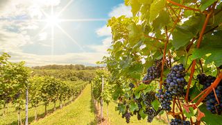 Belgia se teme că românii care vin să culeagă legume și fructe vor crește rata infectărilor