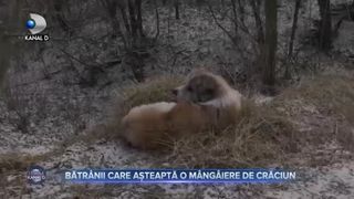 Bătrânii care așteaptă o mângâiere de Crăciun