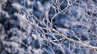 Cod portocaliu de vreme rea: ninsoare puternic viscolită în România