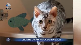 Unde ne lăsăm pisica de Revelion
