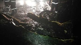 Un copac a căzut pe firele electrice în curte la Spitalul de Psihiatrie din Târgu Mureş