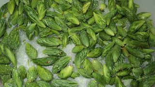 Două persoane au fost prinse în timp ce încercau să comercializeze 2,5 kg de muguri de Cannabis, în Satu Mare