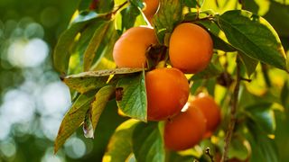 Ce este, de fapt, kaki? Se găsește în toate supermarketurile de la noi, dar puțini știu ce conține și cum se consumă