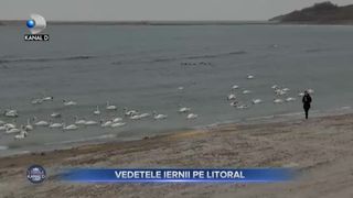 Vedetele iernii pe litoral