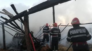 Peste 100 de incendii provocate de pisici în Coreea de Sud