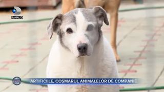 Artificiile, coșmarul animalelor de companie