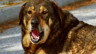 Un bătrân din Reșița a ajuns în stare gravă la spital după ce a fost sfâșiat de o haită de câini