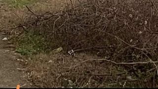 FOTO | Locomotiva unui tren de marfă care transporta îngrăşăminte chimice a luat foc în apropiere de Ploieşti