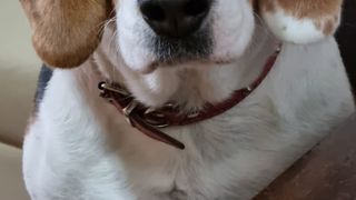 VIDEO | Zeci de persoane și-au pierdut câinii după noaptea de Revelion. Internetul, plin de anunțuri/Animalele de companie au fugit speriate din cauza artificiilor