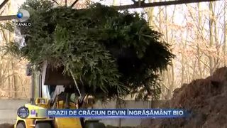 Brazii de Crăciun devin &icirc;ngrășăm&acirc;nt bio